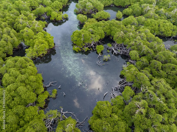 Mangroves indonesian vast treasure saving productive kamoro papua theconversation