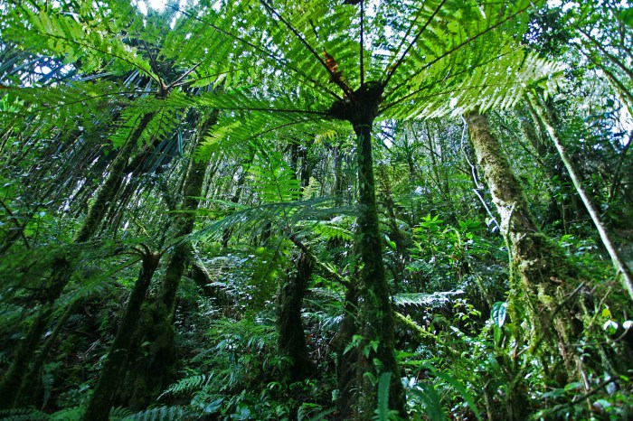 Papua rain hutan cyathea hujan forests foresta pluviale climate guinea deforestation widodo