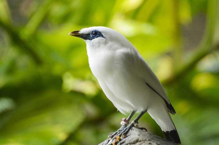 Birds paradise bird cendrawasih indonesia bali beautiful physical description