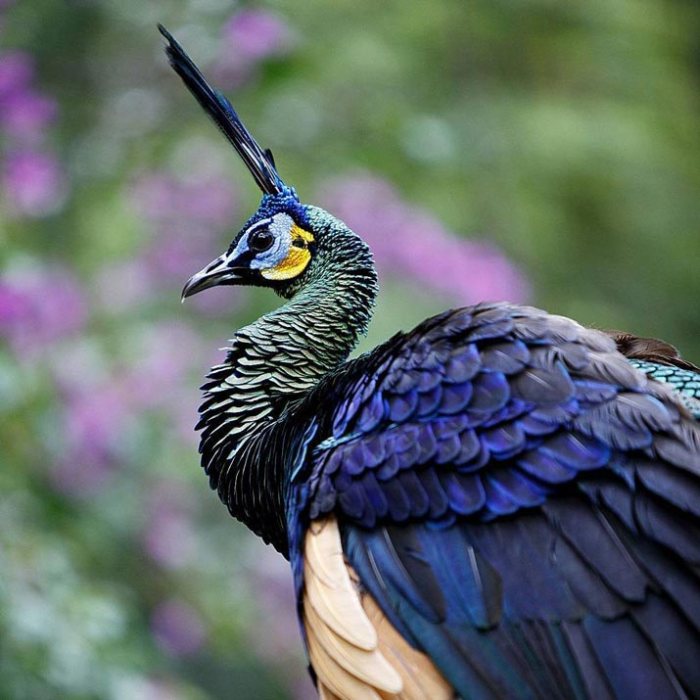 Birds peacock peafowl indonesia beautiful bali green know get peafowls safari park