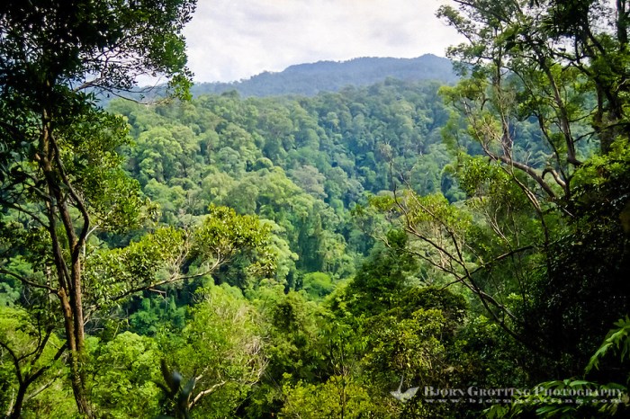 Indonesia sumatra rainforest bukit lawang tropical leuser gunung national orangutan park 2965 territory typical nasjonalpark grotting bjorn photography asia