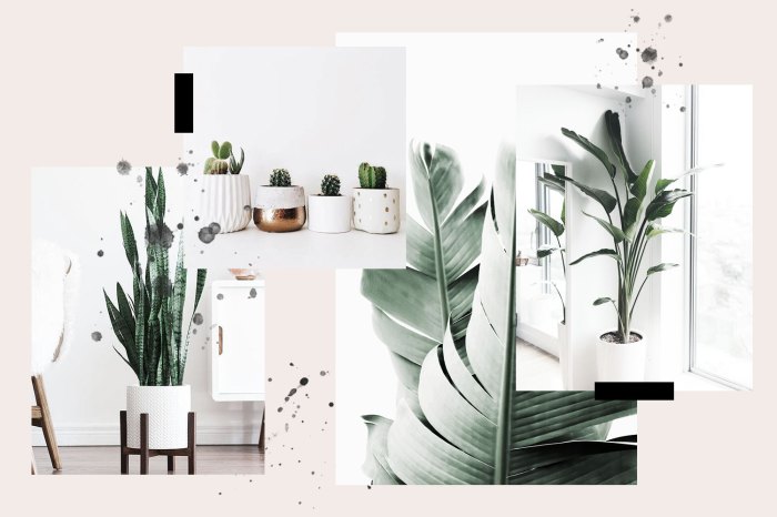 Minimalists houseplants