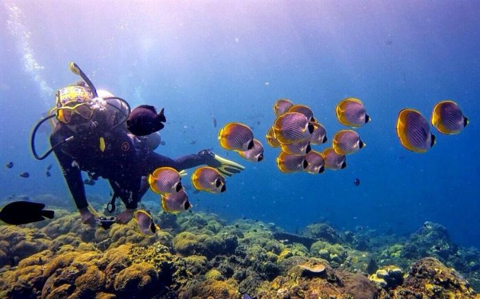 Underwater beautiful indonesia asialink holidays