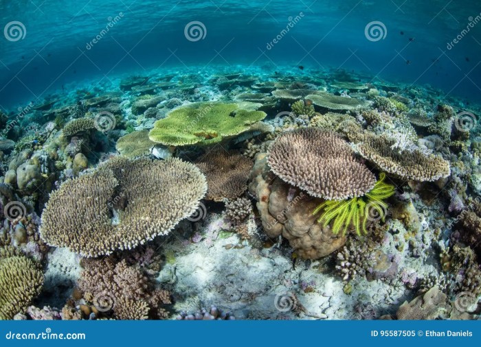 Biodiversity indonesia priorities conservation geographic marine defining