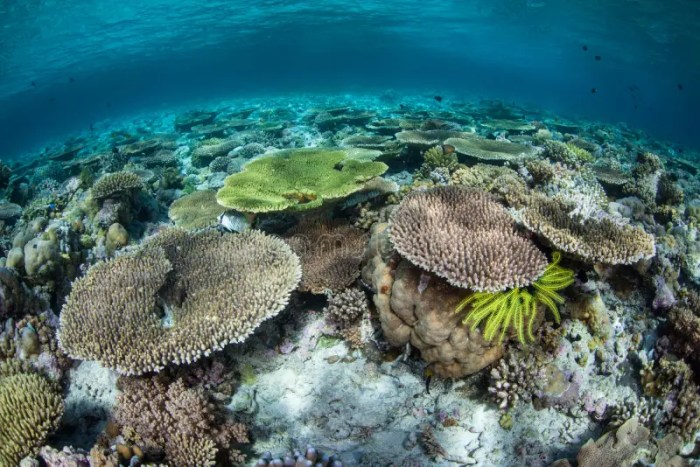 Biodiversity reef coral indonesia beautiful preview