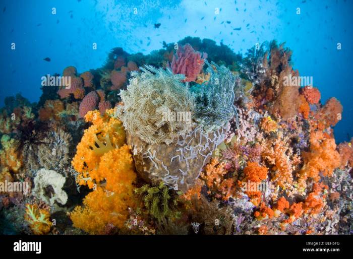 Indonesia beauty reef coral reefs underwater wakatobi sulawesi landscape