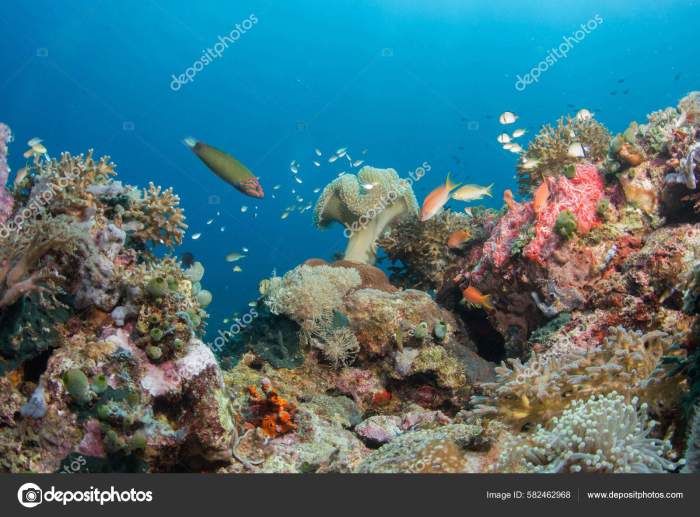 Mermaid underwater hannah tulamben karangasem diving fraser mermaids swimming fins ikan keindahan yimg