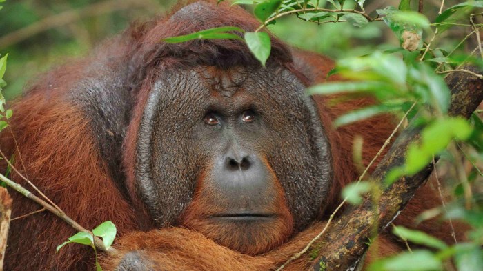 Orangutan bornean national park species borneo orangutans wildlife forest kutai orang tropical kalimantan keystone rain endangered real rainforest indonesia jungle