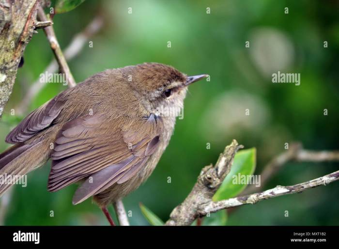 Birds bali indonesia starling wildlife beautiful caring conservation saving extinction animal aware