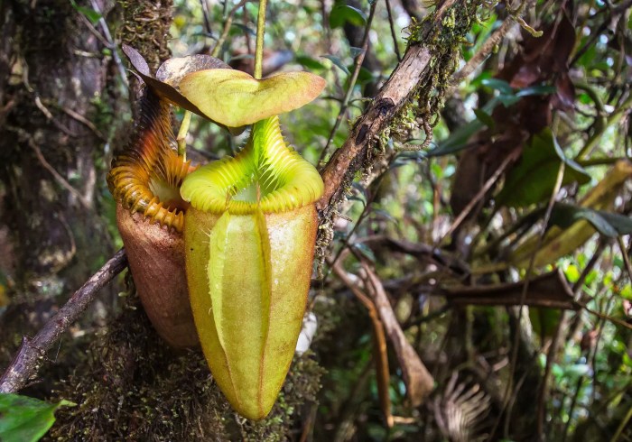 Borneo plant pitcher tropical carnivorous rainforests rainforest jungle kalimantan indonesia giant waits meal its next