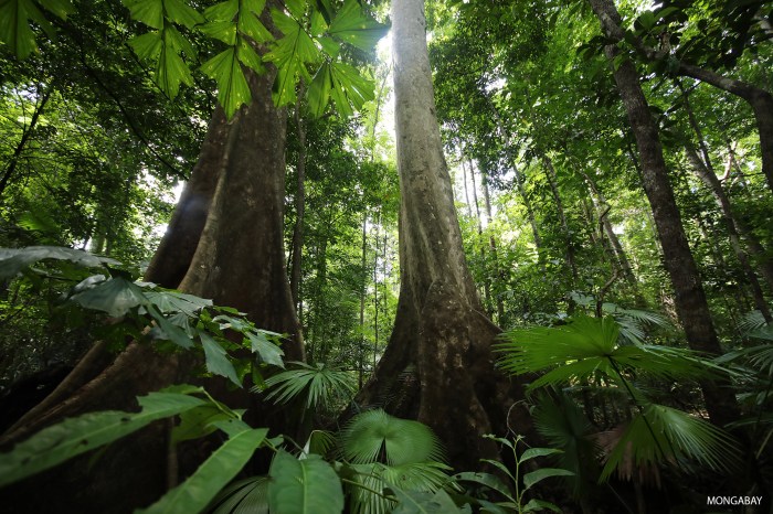 Rainforests save mongabay indonesia