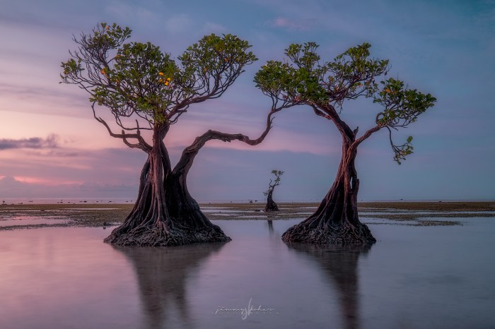 Mangrove ecotourism forest photography editorial dreamstime