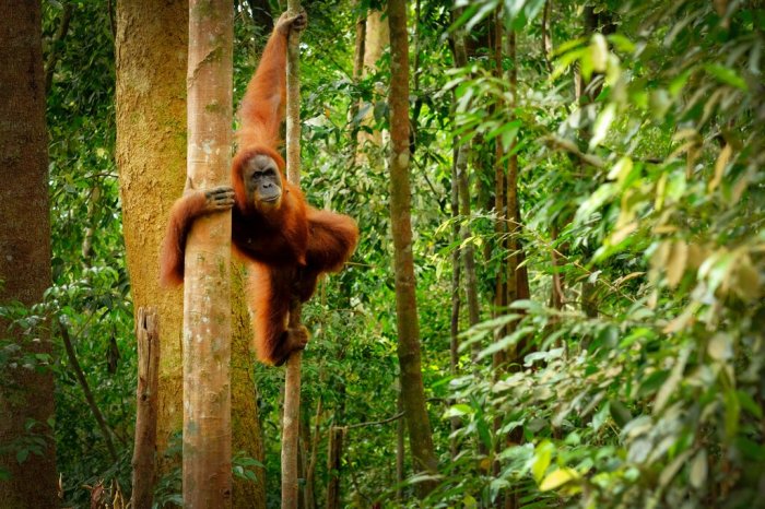 Orangutan borneo kalimantan wildlife jungle indonesia tour orang orangutans sumatra forest indonesian island hutan safari tanjung guide trek hinterland puting