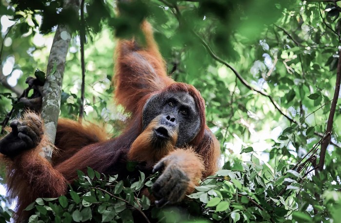 Indonesia animals fantastic sumatra orangutan heritage wild jakarta them where find rainforest endangered shares tropical sites