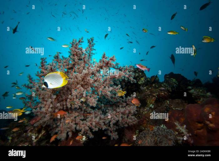 Coral alamy stock triangle photography reef indonesia grows healthy beautiful