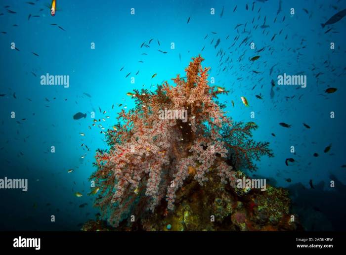 Coral triangle biodiversity marine centre