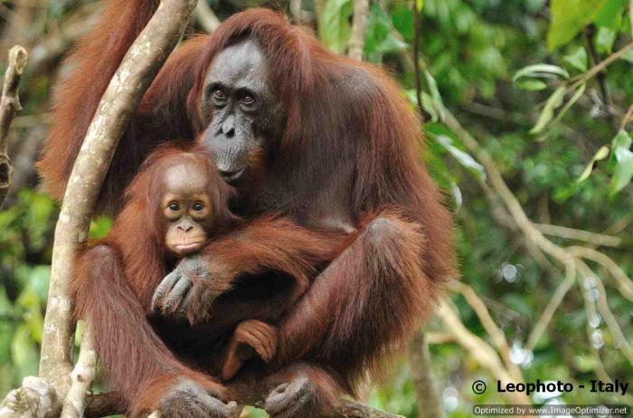 Sumatra hujan hutan kini kondisinya fakta worldwildlife