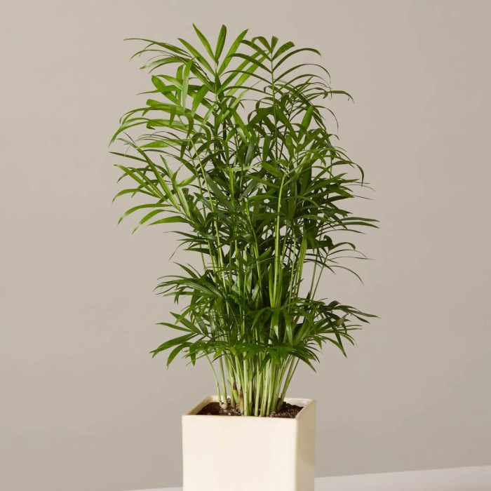 Plants tropical indoor tall plant potted ikea garden can